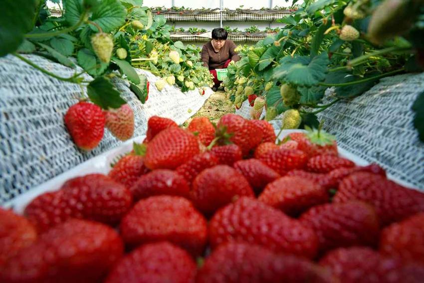 昌黎：“立体种植+休闲采摘”，“草莓村”丰收了