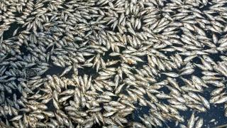 海南红城湖死鱼猛增30多位环卫工清理死鱼