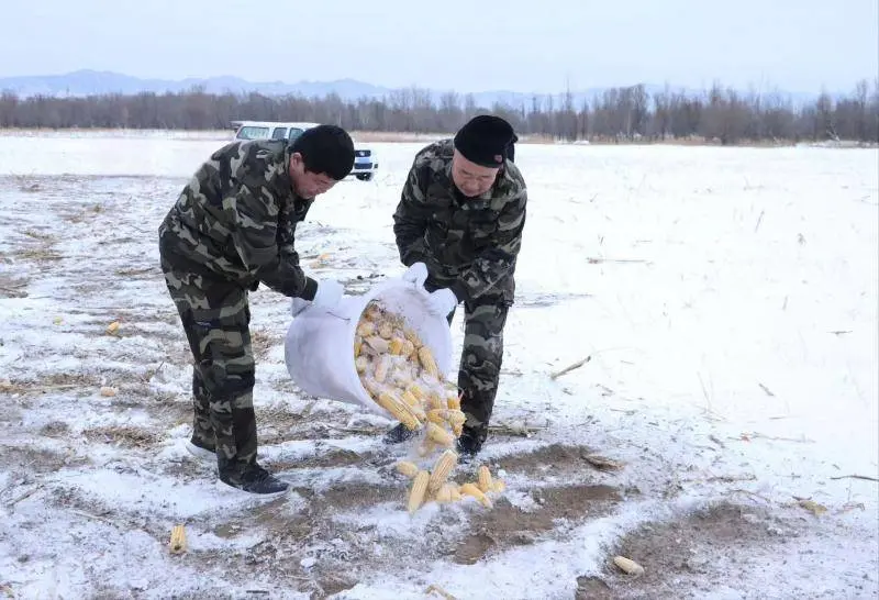 野鸭湖“候鸟食堂”雪后紧急加餐 让候鸟迁徙之旅更有保障