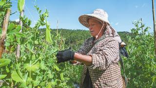 海味村菜豌豆丰收