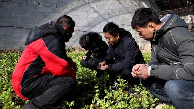 大风降温天气来袭 农技专家支招农作物管理