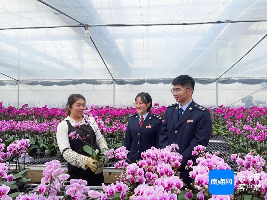 五指山市税务局全力护航年宵花卉市场