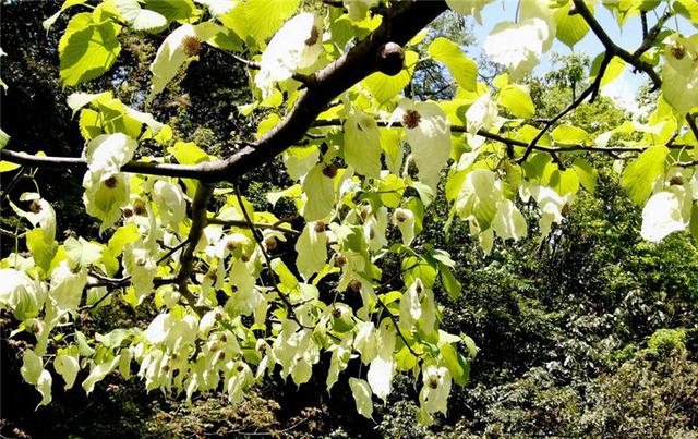 湖北竹山：珙桐花开满树似白鸽群聚