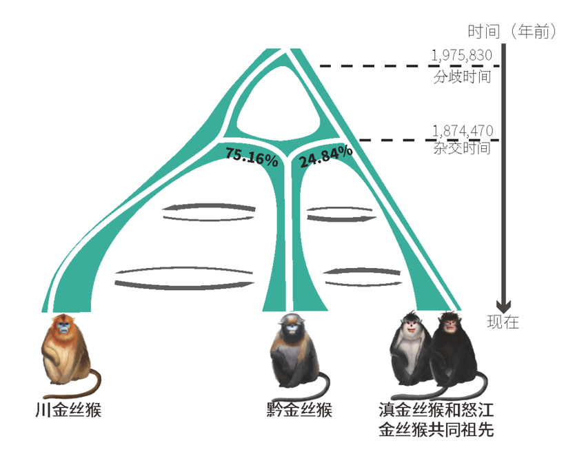 中国科学家解开黔金丝猴的起源之谜