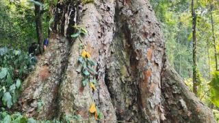 树龄2000余年！云南马关发现国家二级保护野生植物蚬木王
