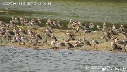 “鸟挤鸟”“排排睡”！深圳湾迎来今年首批南迁候鸟