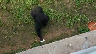 大猩猩帮游客捡回手机还放进筐 眼尖网友：华为Mate 60