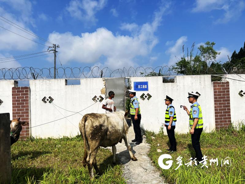 高速公路上“任性的牛”被“护送”至安龙服务区