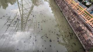 河道还有“盲肠段”？上海这些水体反复黑臭居民难忍，如何才能根治？