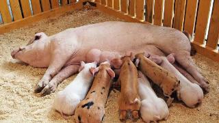 如何减少初产母猪淘汰率？怎样才能提高初产母猪生产效益？