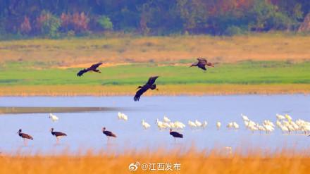 “鸟中大熊猫”黑鹳悠闲觅食成风景