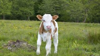 犊牛为什么容易腹泻拉稀？犊牛容易拉稀腹泻怎么办？怎么预防？