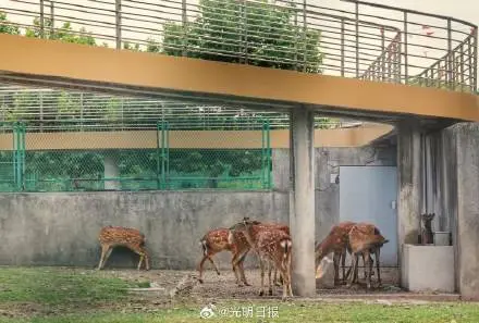 钢厂里的动物哨兵