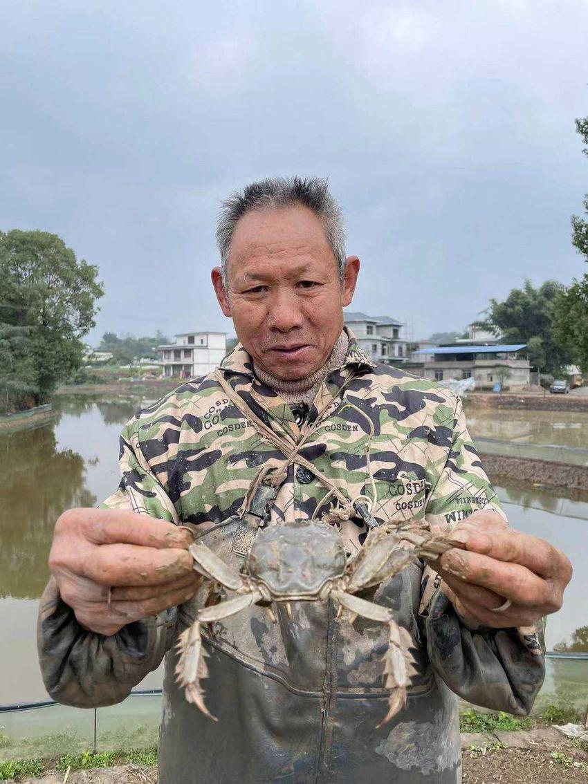 小康圆梦 | 冬日“蟹”逅  巴蜀鱼米之乡合江县白米镇稻田蟹首迎丰收