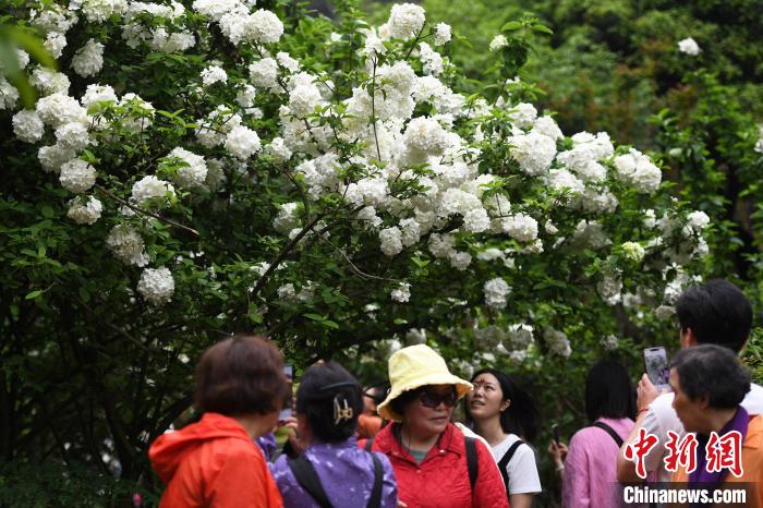 重庆：木绣球花盛开 吸引市民打卡