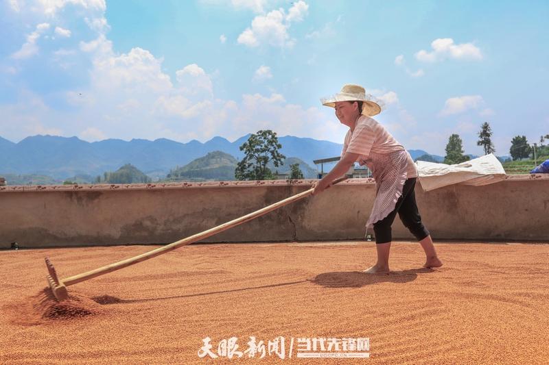 视觉茅台丨处暑：暑气渐消秋意浓 沽酒一杯话秋凉