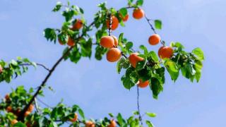 杏子的不同品种