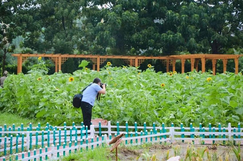 宁津县中医院：中医本草文化园花开正艳很吸睛