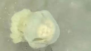 浙江一海滩出现大量罕见水母，有游客想抓被制止，有毒！