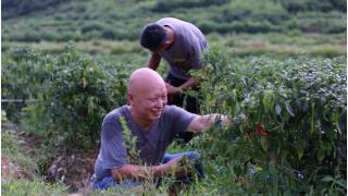 湘西税务：以税助农，共绘乡村振兴美好画卷