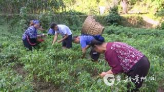 凤冈县钱大姐辣椒坊辣椒加工正火热