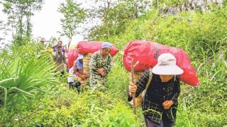 石漠荒山结出“金果果”   拓宽群众致富路