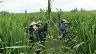 上海练塘茭白节暨古镇文化旅游节开幕