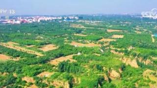 河南郑州龙湖镇3万多亩樱桃正陆续上市延长销售季