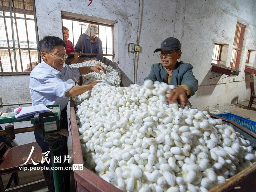 江苏海安迎来蚕茧收获季