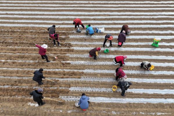 山西运城：中药材种植助农增收