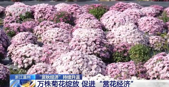 山东淄博：万株菊花绽放促进赏花经济