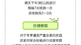 农时说节气｜春风十里不如杯中有你！茶树还在“呼呼大睡”？立春别忘催一催