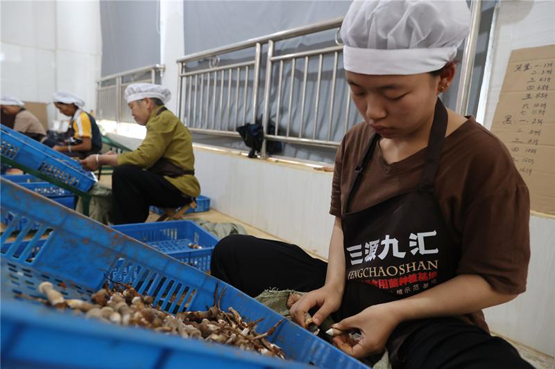 湖南湘西铁马洲村：小黑菌撬动“村经济” 撑起群众增收“致富伞”