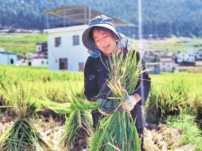 普昌万亩梯田迎丰收