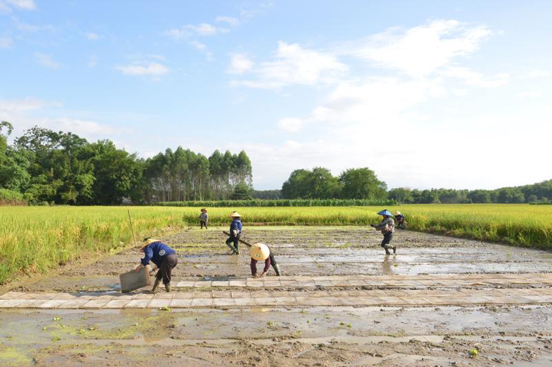 平桂区：早稻进入成熟期 田间地头“双抢”忙