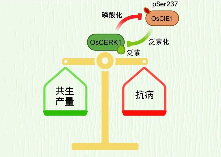 少打药少施肥仍能保产量，《自然》发表我科学家潜心八年研究成果