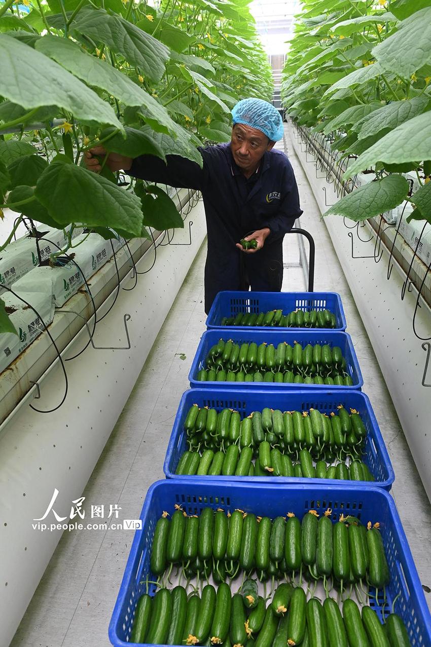 安徽蒙城：新鲜蔬菜直采 供应南京市场