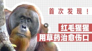 首次发现！红毛猩猩用草药治愈了自己的伤口