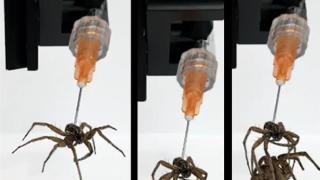 小心僵尸蜘蛛！疯狂科学家将死蜘蛛改造成死灵机器人 充当机械爪