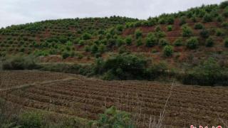 湖南安仁因地制宜广种油茶 绿了荒山富了口袋