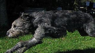 它被称为“防狼工具”，一生杀狼无数，如今是世界体型最大军犬