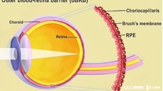 美国家眼科研究所用干细胞和3D打印技术成功制造视网膜组织