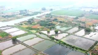 江苏泰州70万亩蟹塘进入收获季 小螃蟹带动56亿元大产业