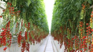投资新疆丨小番茄靠大数据“吃饭”
