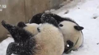 全球唯一圈养的棕色大熊猫开启雪天撒欢模式