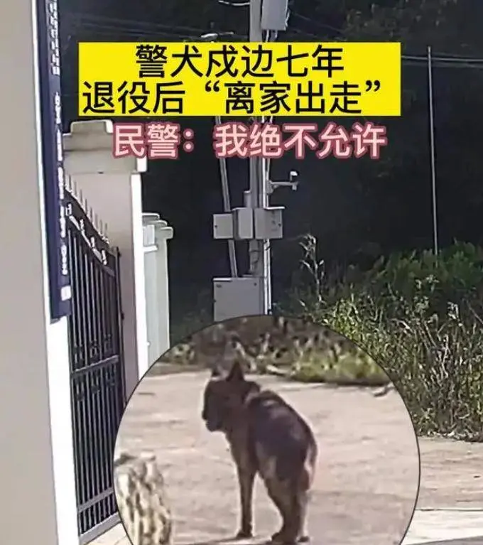 云南退役警犬三次离家出走，真相令人动容！