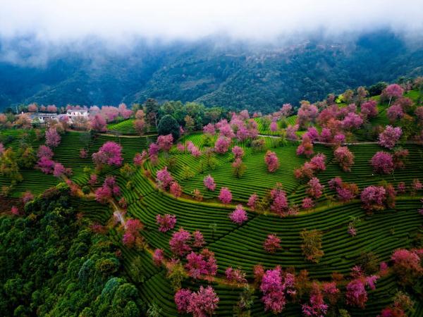 云南无量山樱花谷“樱”姿飒爽