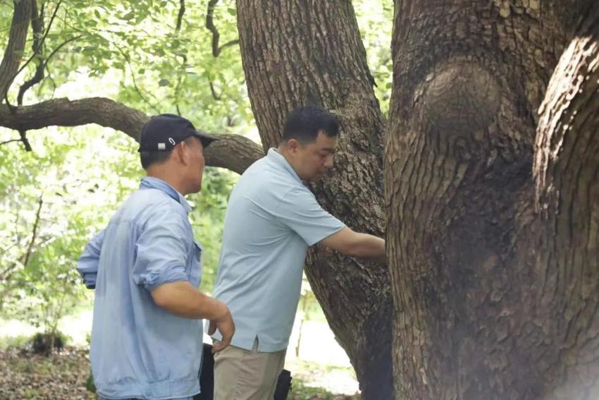 长宁区江苏路街道林长办白阶云携手社区园艺师保护古树