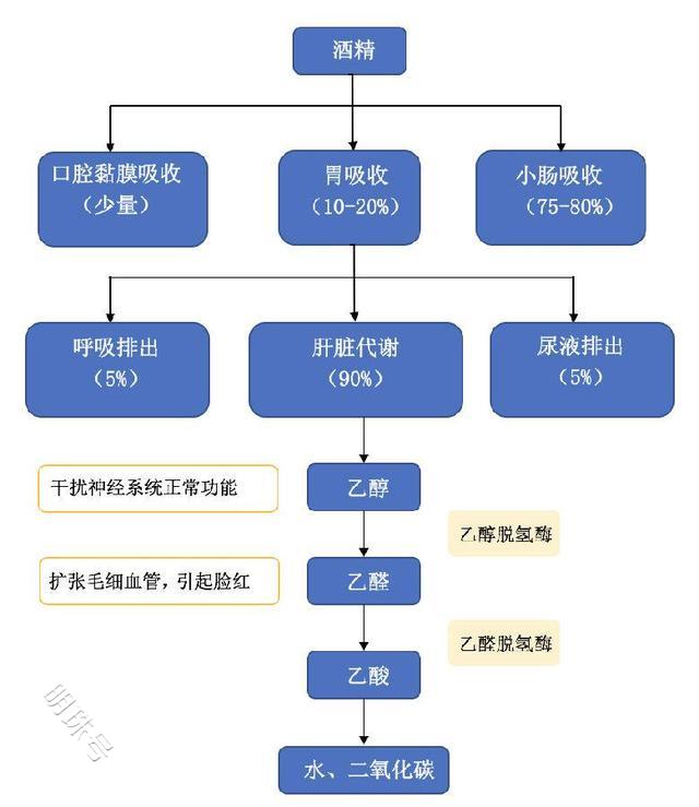 经常饮酒真的会得肝癌吗？癌症是如何发生的？一文揭晓答案