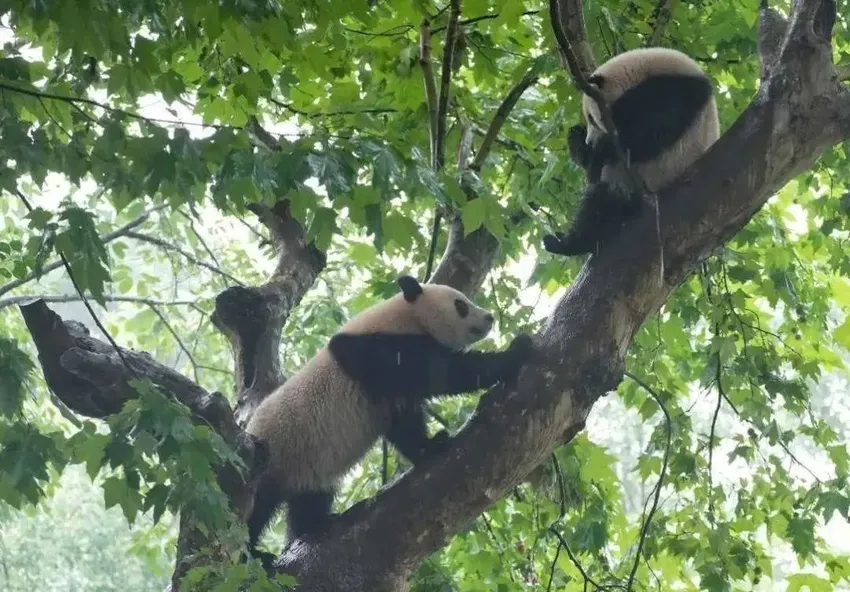 它们有望9月底抵港，已改吃广州竹